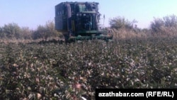 Mary welaýatynyň pagta meýdany, oktýabr, 2019.