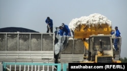 Illýustrasiýa suraty. Türkmenistanda pagta möwsümi dowam edýär.