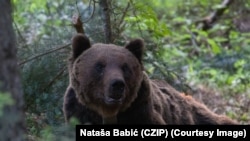 Мядзьведзь. Архіўнае фота