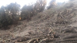 'جنوبي وزیرستان کې لاهم ځنګلونه وهل کېږي'