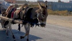 Baýramalyda öýlere aýlanyp, it we eşek etini satyn almak isleýän adamlar köpelýär