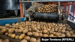 Patete duke u pastruar para përpunimit në fabrikën "Pestova", në Vushtrri.