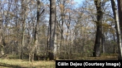 Pădurea de la Zamostea, județul Suceava, este rezervație naturală forestieră și botanică și sit Natura 2000. Peste 120 de hectare ar urma să fie ocupate de un lac de acumulare propus de Apele Române.