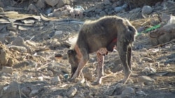 Çoganlynyň gonamçylygynda gizlenýän it-pişikler öldürildi