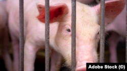 Cel mai grav focar de pestă porcină a fost depistat la o fermă din Roșcani, la mijlocul lunii martie. Acolo, toți cei peste 65 de mii de porci au fost infectați și ulterior sacrificați și înhumați.