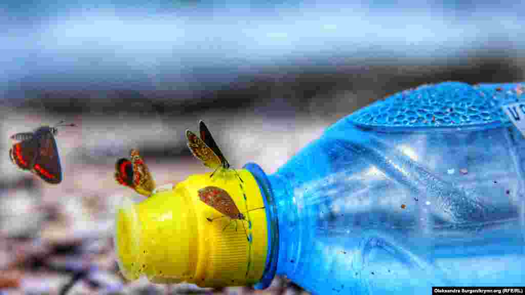 Мотыльки пьют пресную воду из забытой кем-то бутылки