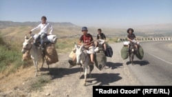 Donkeys are ubiquitous in Tajikistan and are commonly used in rural areas to work fields or to transport produce, firewood, and drinking water. (file photo)