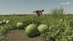 روسیه د اوکراین خېرسون کې د هندواڼو پر پټیو ډرون حملې کوي