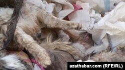 Awlanan we öldürlen pişikler, Aşgabat, ýanwar, 2019