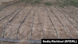 د دوی په خبره، په هر جریب ځمکه د اوبو پایپونه په ۶۵۰۰ افغانۍ او په باغونو کې هرې ونې ته په ۲۵ افغانیو د څاڅکو سیسټم ته رسول کېږي.