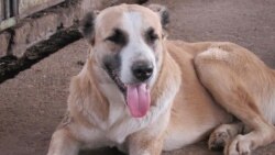 S.Berdimuhamedow haýwanlar üçin täze merkezleri açýan mahaly, paýtagtda öýsüz itler we pişikler awlanýar