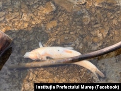 În 13 iunie, pe Târnava Mică a fost identificați pești morți.