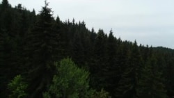 „Eu sunt Pădurea”