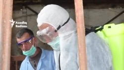 Azərbaycanda dabaq xəstəliyi yayılıb: 'Qoyunlar heç tab gətirmir'