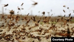 Illýustrasiýa suraty.