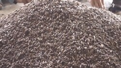 د خوست د زڼغوزیو کاروباریان وايي حاصل یې ډېر خو ګټه یې کمه ده