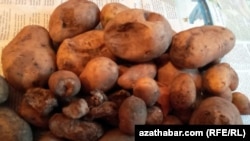 Gurbanguly Berdimuhamedow 19-njy maýda geçiren iş maslahatynda ýeralmanyň we beýleki gök-bakja ekinleriniň bol hasylyny ösdürip ýetişdirmegi berk talap etdi.