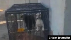 Собаки, ожидающие своей казни.