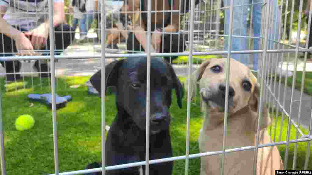 Festival "Ulični psi" održava se od 20. do 22. juna 2025. 