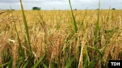 Illýustrasiýa suraty. Ösüp oturan şaly