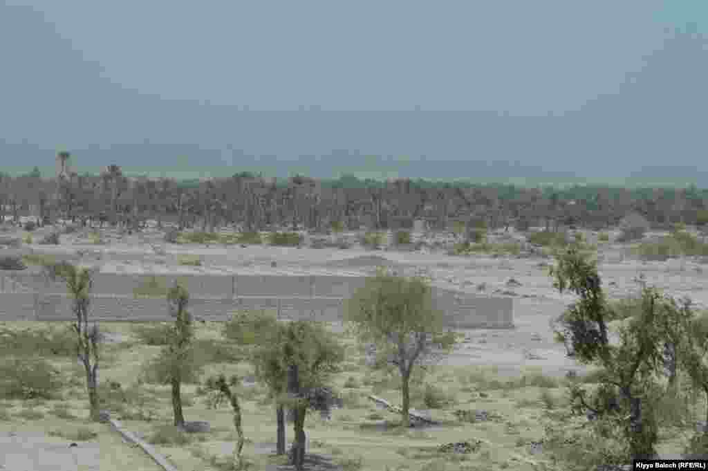 Trubat's arid climate, long and hot summers favor Date palms.