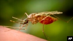 În 2025 au apărut focare de infecție cu virusul chikungunya în multe zone europene „neatinse” în trecut.
