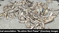 Mrtva riba izvađena iz reke Raške, nadomak Novog Pazara, 28. jun 2025.