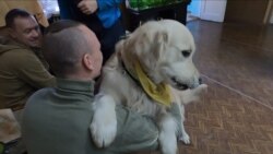 'I Need Him': Dogs Help Ukrainian Ex-Soldiers Cope With PTSD