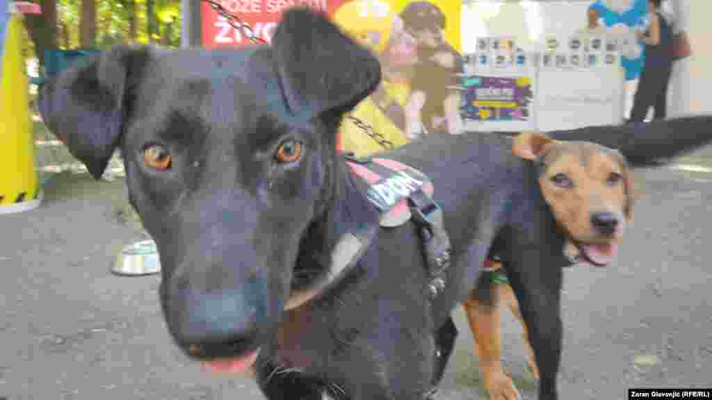 Džo i Đemba na festivalu u Beogradu. 