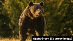 Ministerul Mediului din România susține că populația de urși bruni din România este de peste 6.000 de exemplare, cât și-a asumat țara să protejeze. În imagine, ursul Arthur, unul dintre exemplarele de top din România care a fost vânat în ultimii ani.