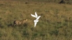 ایا د تېز رفتاره وړو پړانګانو نسل په کمېدو دی؟