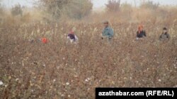 Lebabyň ýygymçylary pagta meýdanlarynda. Arhiwden alnan surat