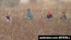 Lebabyň gowaça meýdanlaryndaky pagtaçylar. Arhiwden alnan surat