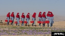 هرات هنوز هم تولید فراوان زعفران دارد