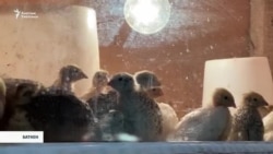 Баткен: Миграциядан кайтып ишкерлик кылгандар 