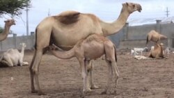 د اوښانو شیدې د غوا له هغو څه توپیر لري؟