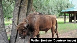 Pădurea Domnească (foro arhivă)