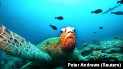 تصویر آرشیف: حیوانات بحری 