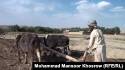 گروه بین‌المللی بحران هشدار داده که بدون کمک به دهقانان، مقاومت آن‌ها در برابر ممنوعیت کشت کوکنار افزایش خواهد یافت.