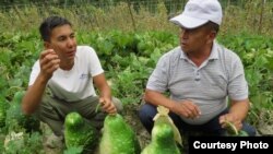 Атыкан Кулмурзаев (оңдо) жашылча талаасында.