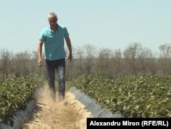 Iulică Dinu a fost obligat de terenul nisipos să cultive căpșuni, în loc de secară și cartofi. Acestea suportă seceta din Oltenia. Comuna Mîrșani, județul Dolj.