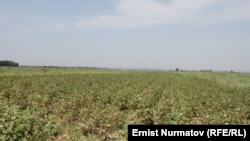 Möwlamow: "Gowaçalaryň gök öwüsmegi olaryň ýapraklarynyň derman bilen düşürilmänligi üçindir". 