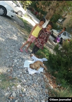 Ферганские дети смотрят на труп убитой собаки.