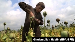 آرشیف، یک کشتزار تریاک در ولایت ننگرهار