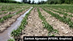 Чүй өрөөнүндөгү айдоо талаасы. (Архивдик сүрөт)