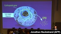 Нобелівський тиждень почався з вручення премії з медицини. На фото: член Нобелівської асамблеї Рендал Джонсон пояснює, за що отримали нагороду лауреати Ґреґ Семенза, Пітер Реткліфф та Вільям Кейлін, Стокгольм, 7 жовтня 2019 року