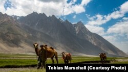 FILE: In Ptukh, Wakhan Corridor, Bactrian camels tread ancient pathways.