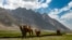 FILE: In Ptukh, Wakhan Corridor, Bactrian camels tread ancient pathways.