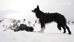 د اېټالیا په واورینو غرونو کې سپي څنګه د خلکو ژوند ژغوري؟