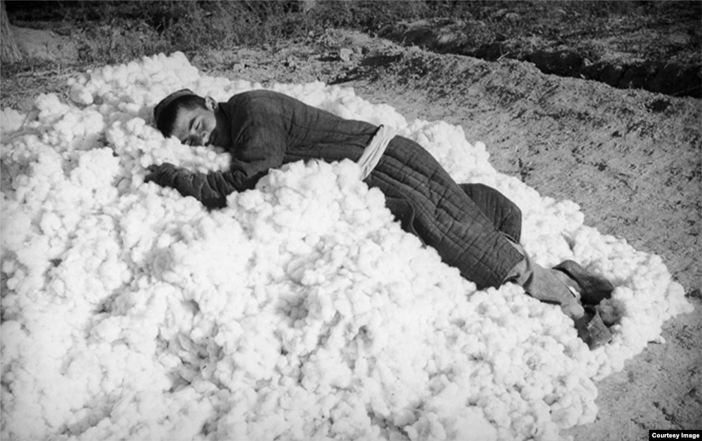 کارگری روی غوزه پنبهٔ تازه‌چیده‌شده استراحت می‌کند. پنسون همچنین نگاه خود را روی صنعت پنبه در ازبکستان شوروی متمرکز کرد. این جمهوری ۷۰ درصد از کل پنبهٔ مورد استفاده در اتحاد شوروی را تأمین می‌کرد.
